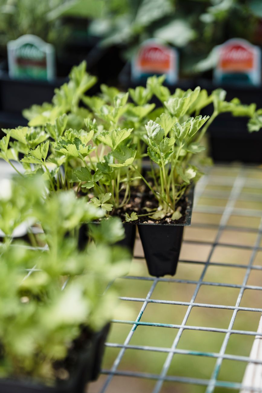 Fresh green seedlings in a black nursery tray on a wire mesh table.
