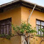 Rustic yellow house featuring two wooden windows and climbing vines under a blue sky.