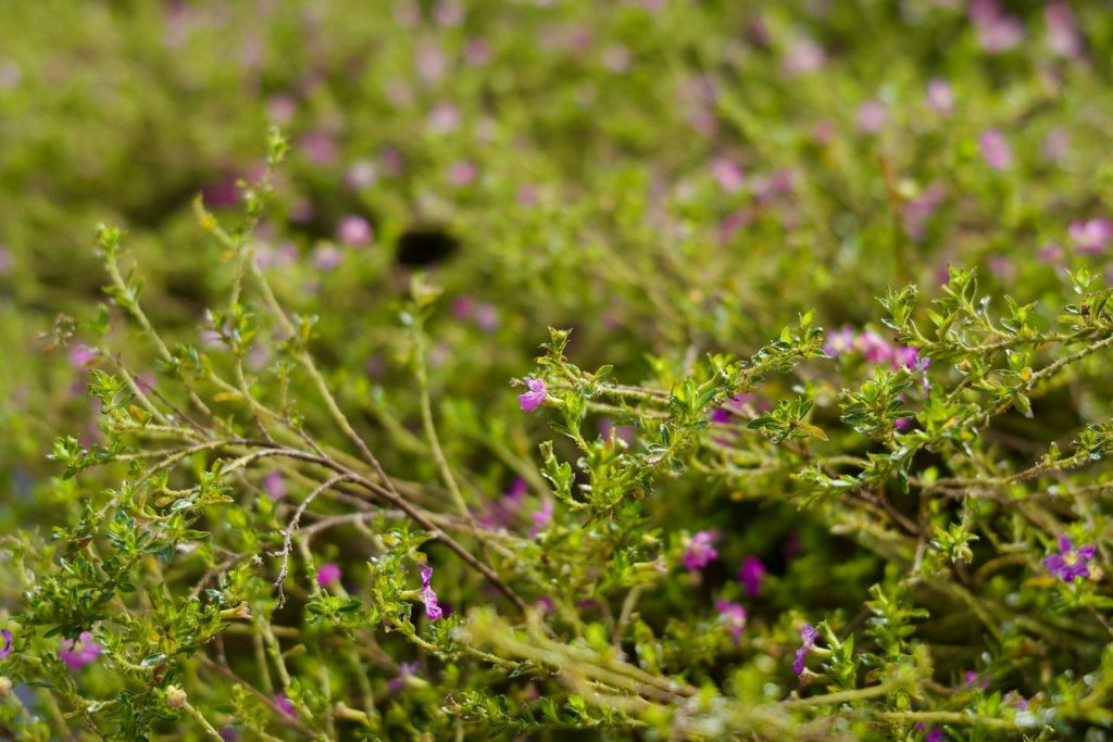 a close up of a plant with purple flowers