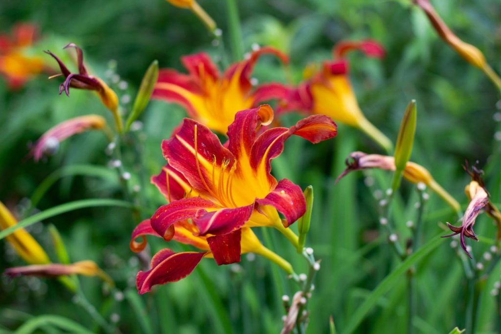 A bunch of flowers that are in the grass