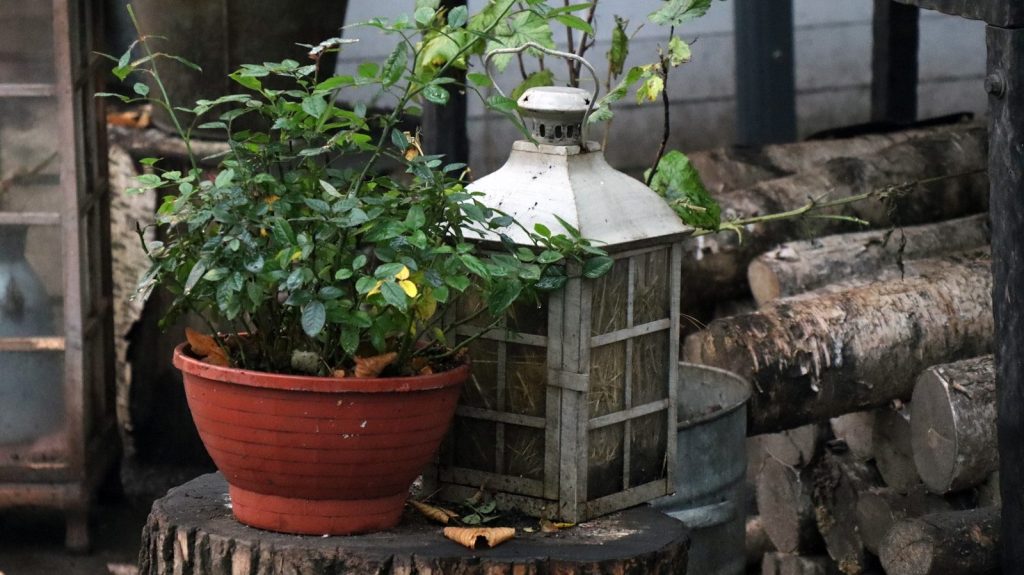 a potted plant on a table