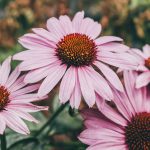 purple flower in tilt shift lens