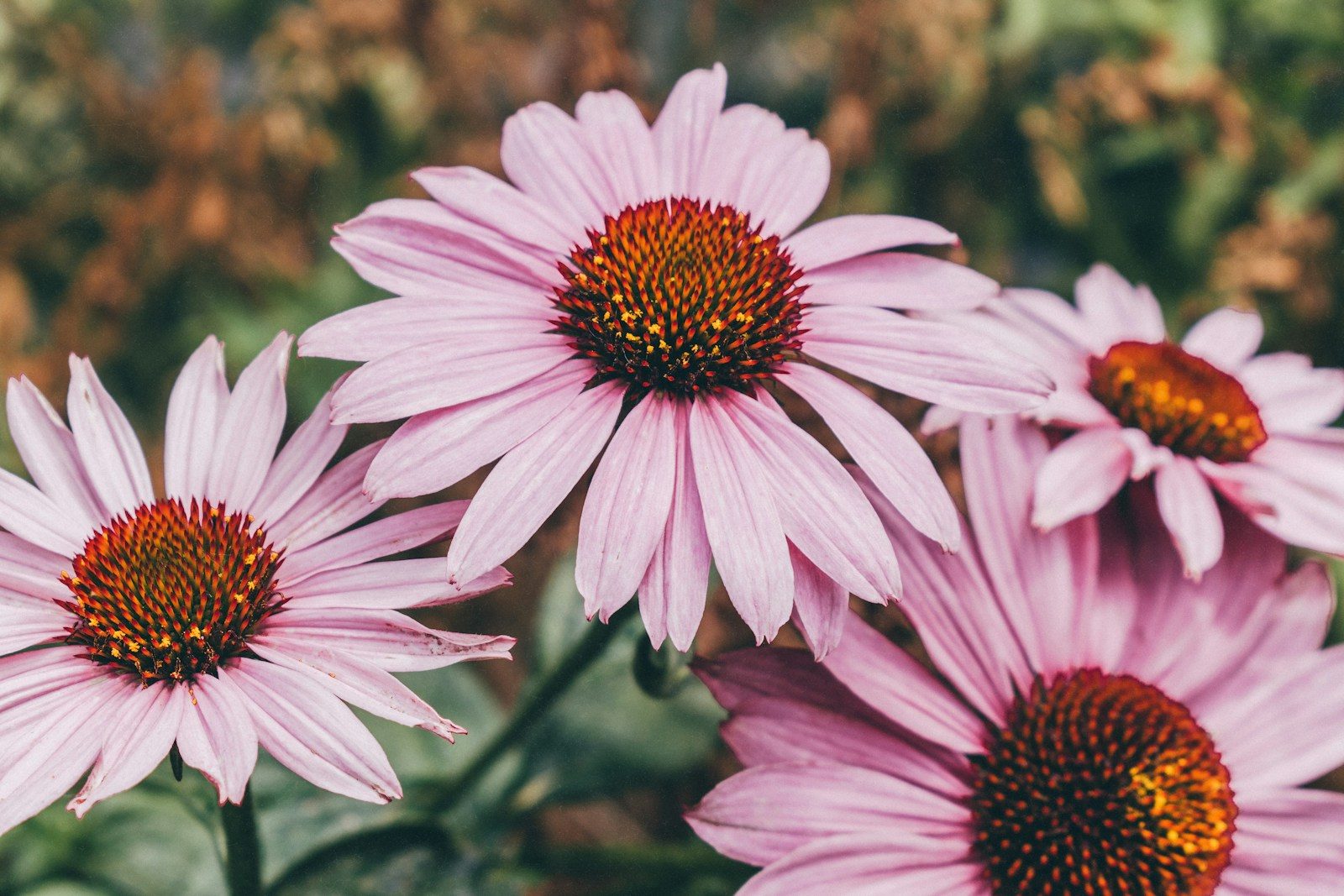 8 Low-Maintenance Perennials That Bloom for Months