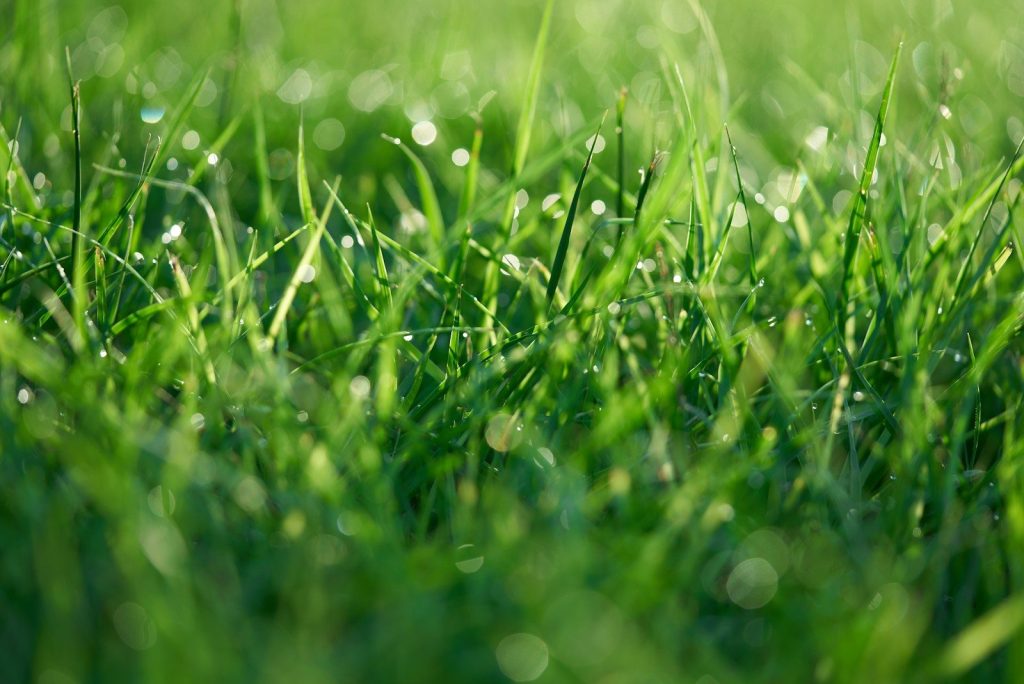 A close up of a green grass field