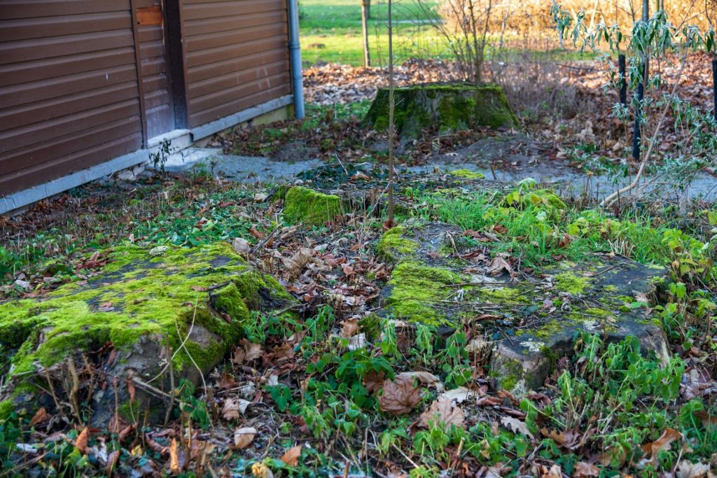 Moss-covered tree stumps in a garden