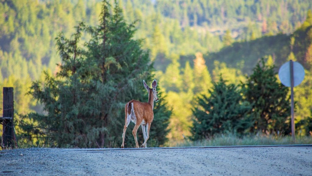 a deer walking on a road