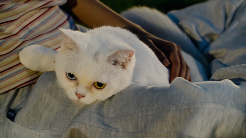 Relaxing evening with a white cat having heterochromia near a child.