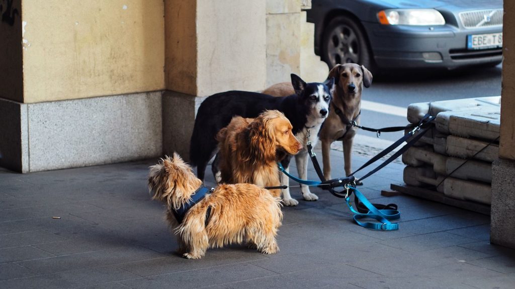 Four dogs on leashes waiting outdoors in the city. Urban pet scene.