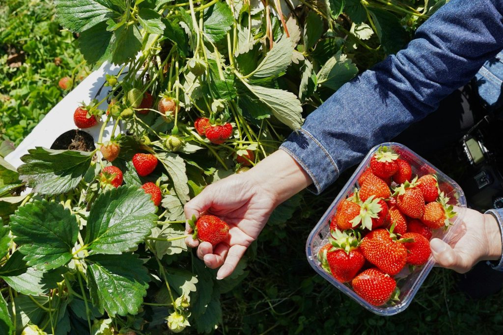 A person holding a container of strawberries in their hands