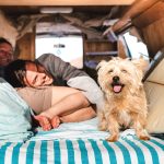 Smart RV Pet Travel Habits That Make Road Trips Easier, Safer, and More Affordable