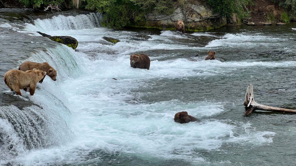 8 Smart Ways to Experience Katmai Without Wasting Your Travel Budget