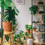 green potted plant on brown wooden table