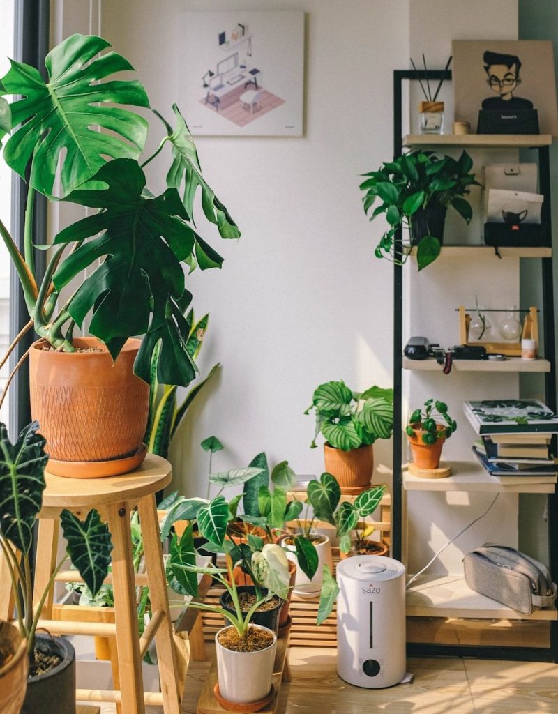 green potted plant on brown wooden table