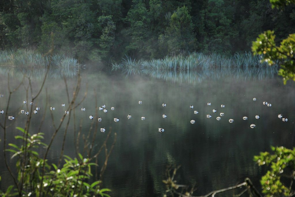 Ducks swimming in misty lake with forest background