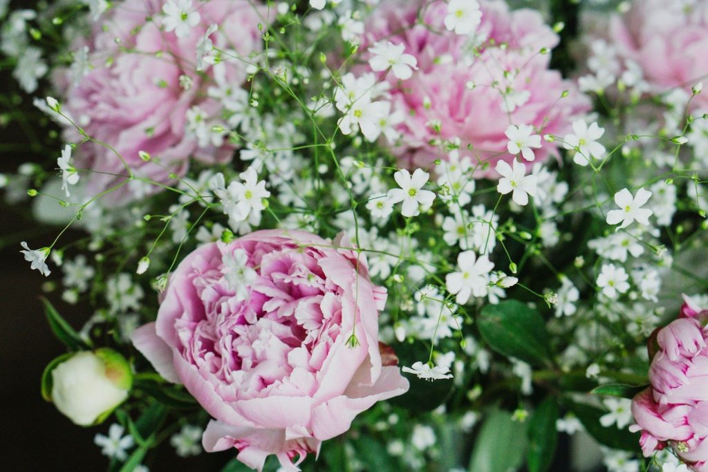 Pink peonies and delicate white flowers in bloom.