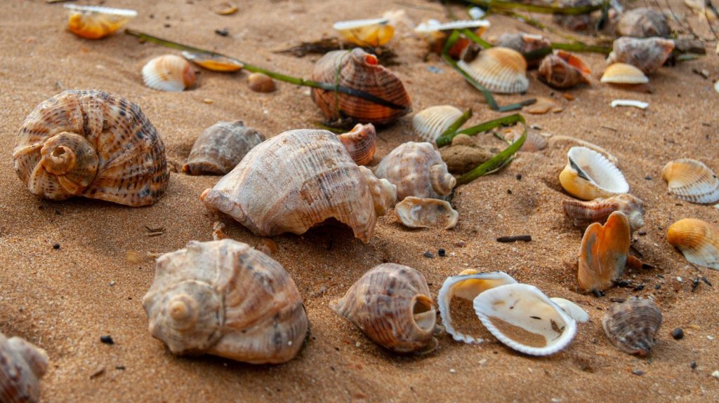 a bunch of sea shells on the sand