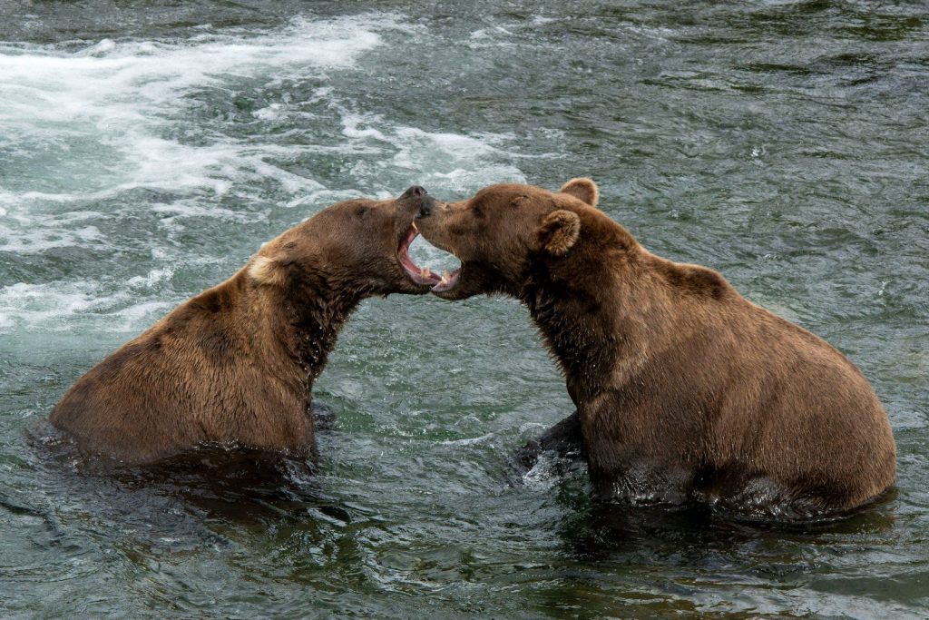 Two brown bears are fighting in the water