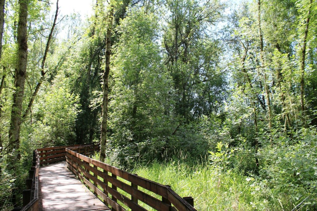 A wooden boardwalk winds through a lush green forest.
