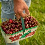 person holding red and green fruit in green and white basket